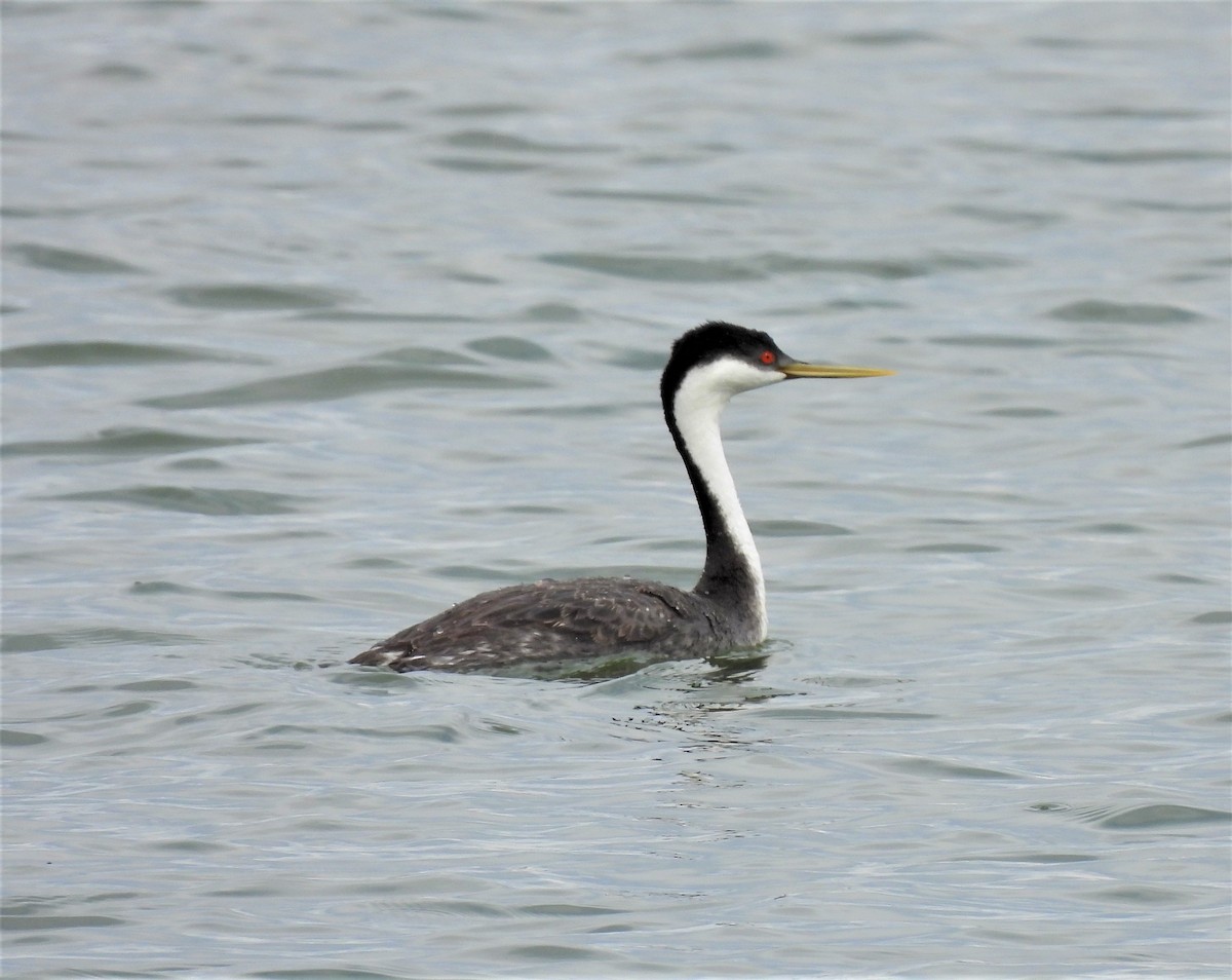 Western Grebe - ML234455621