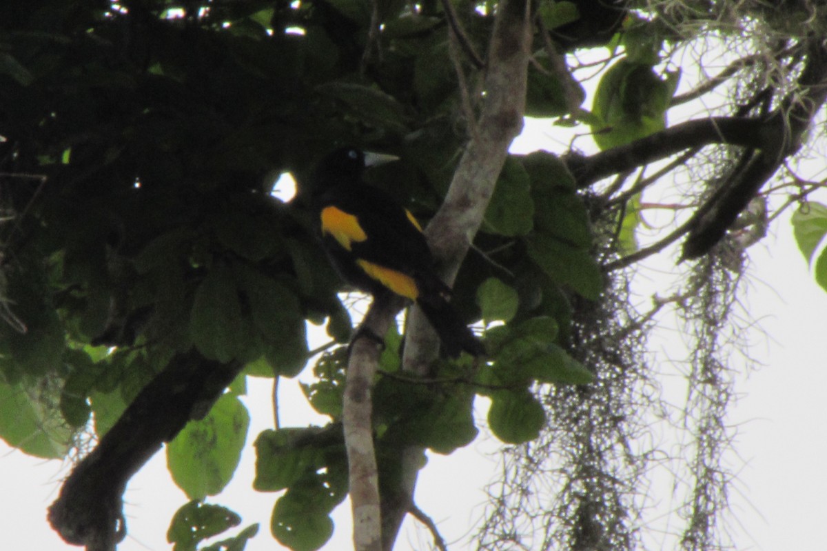 Yellow-rumped Cacique - ML234455871