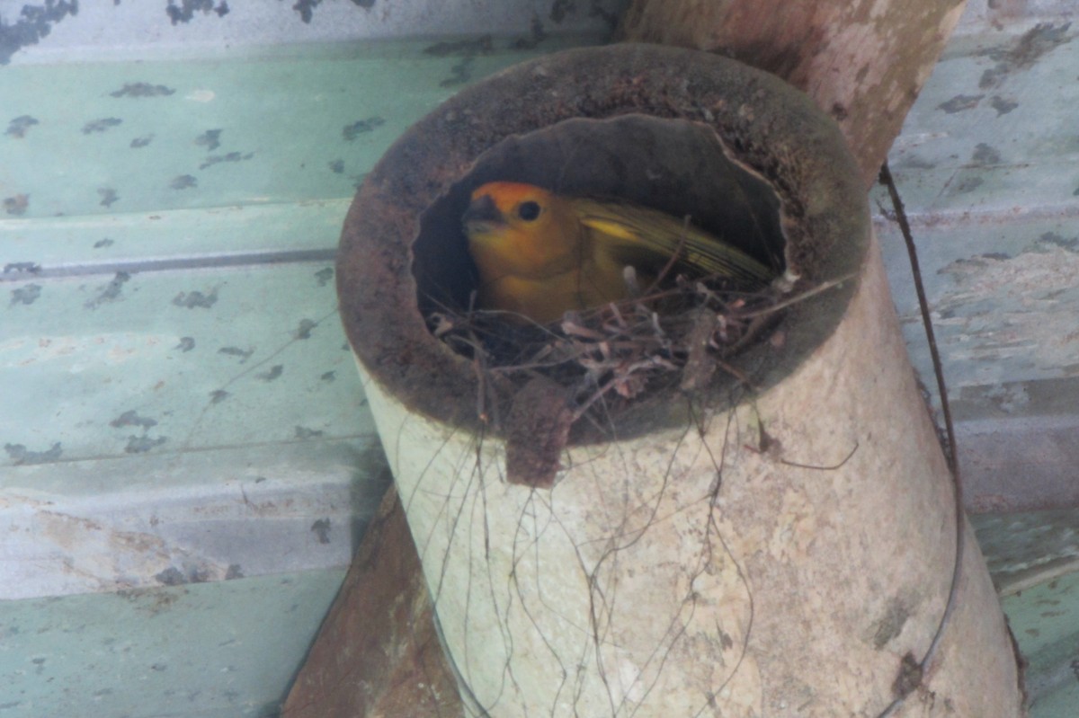 Saffron Finch - ML234456021