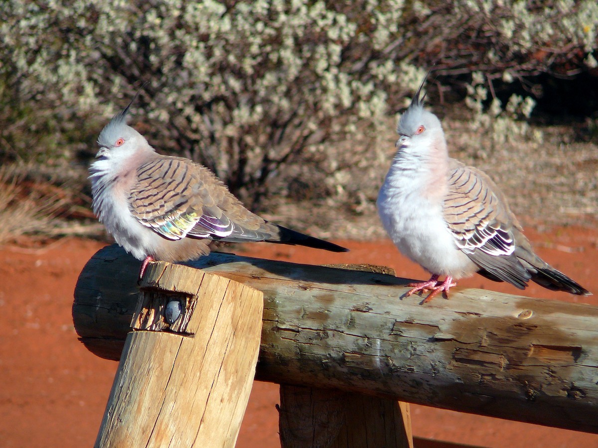 Crested Pigeon - ML234457351