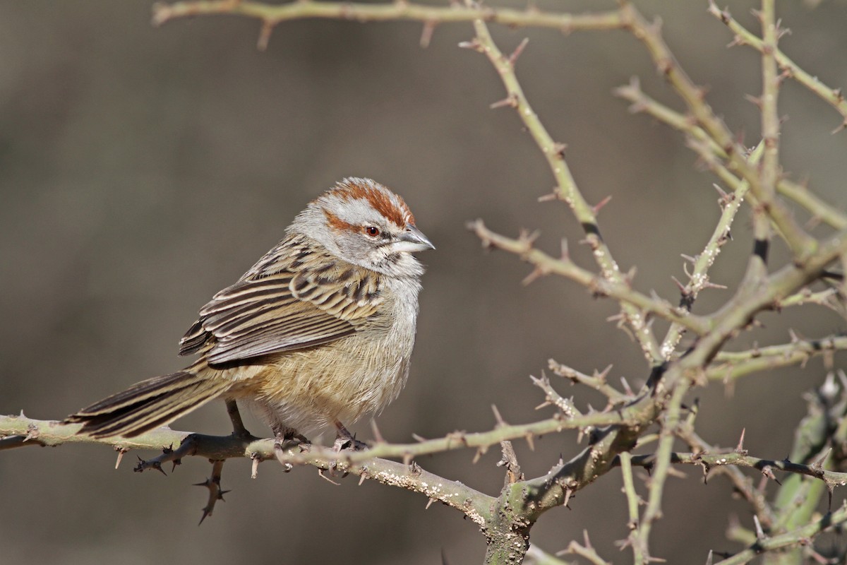 Chaco Sparrow - Ian Davies