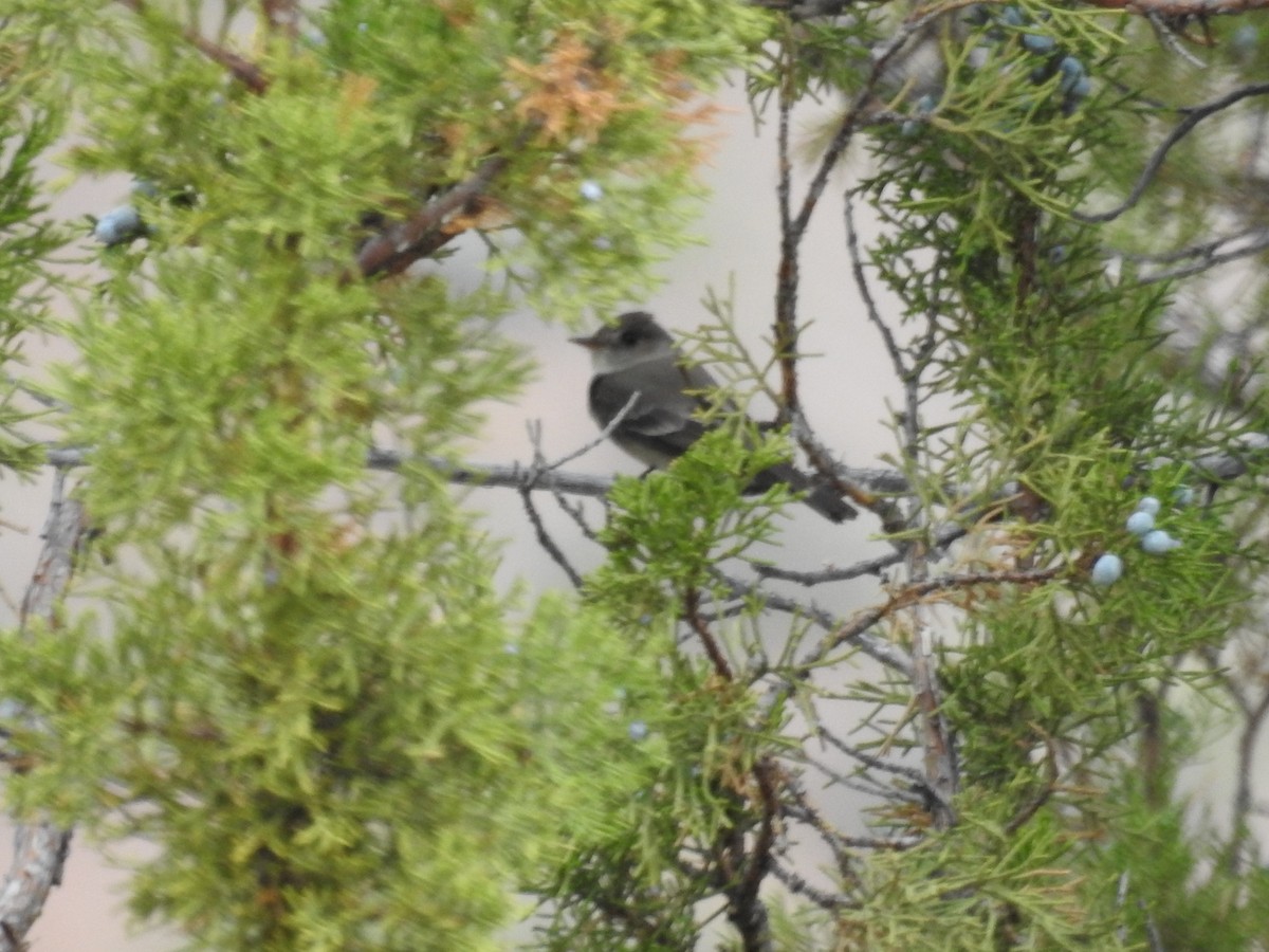 Gray Flycatcher - ML234457961