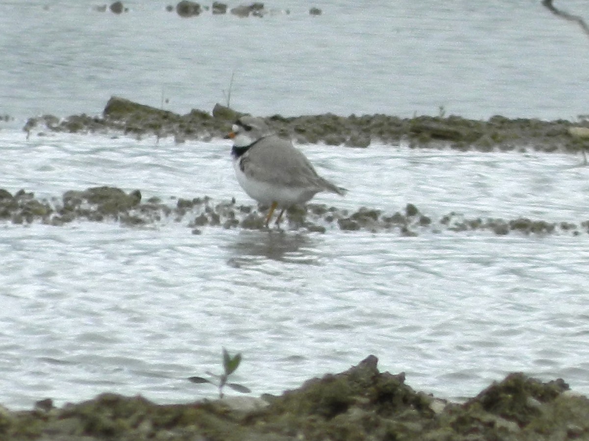 Piping Plover - ML234459011