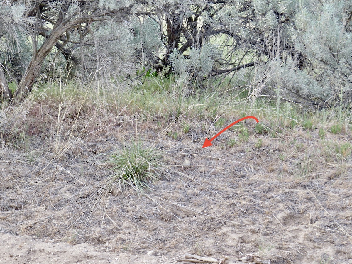 Grasshopper Sparrow - ML234459231