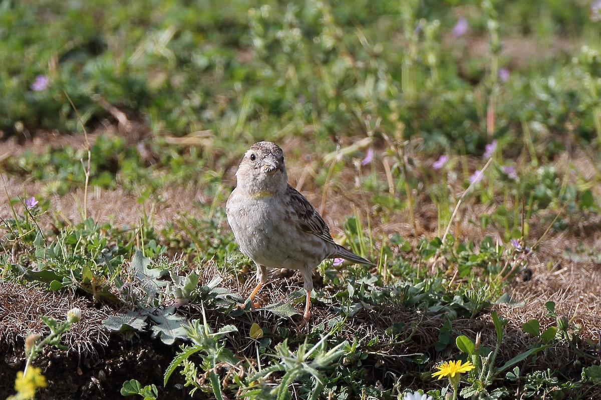 Rock Sparrow - Holger Teichmann