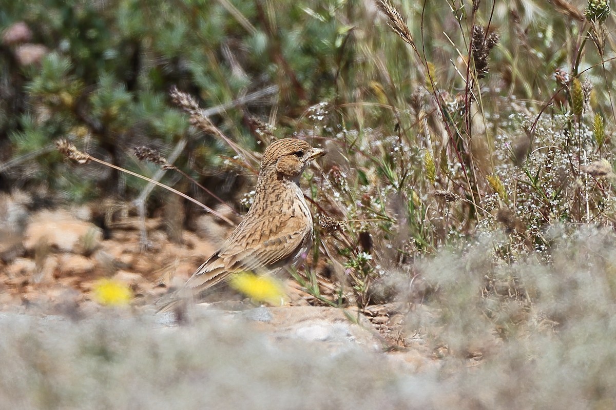 Mediterranean/Turkestan Short-toed Lark - ML234460381