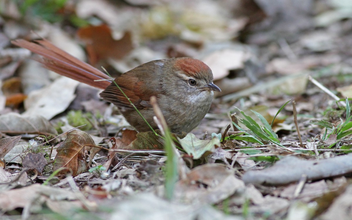 Azara's Spinetail - Ian Davies