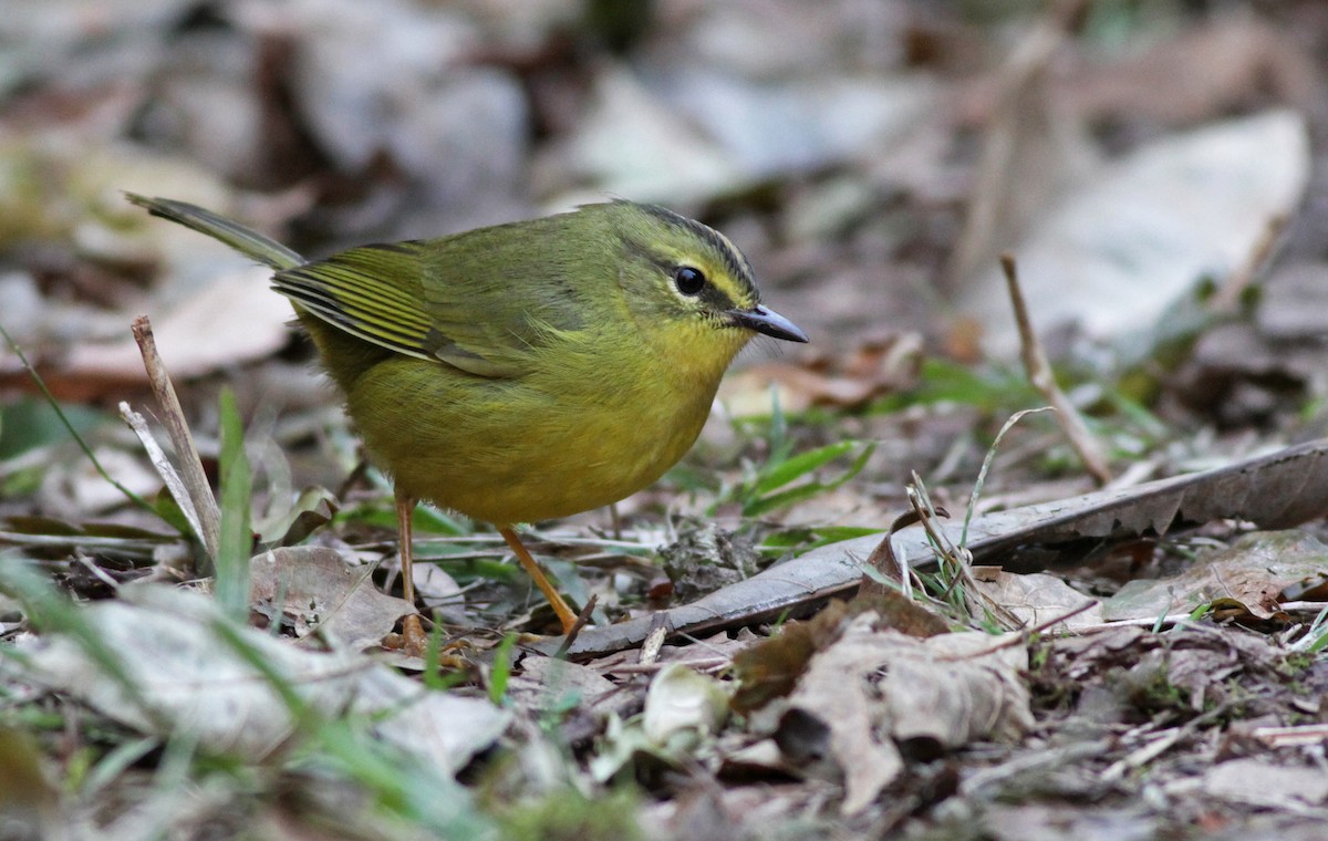 Two-banded Warbler - ML23446081