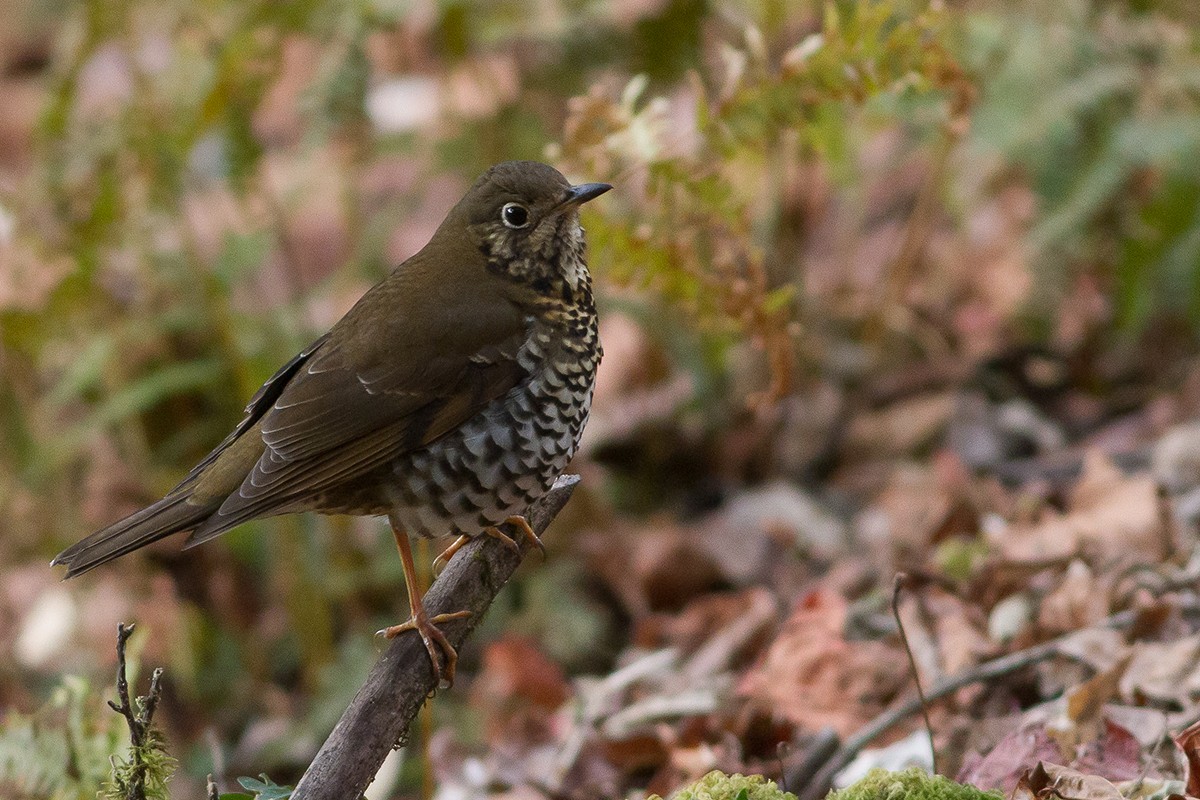 Alpine Thrush - ML234461161