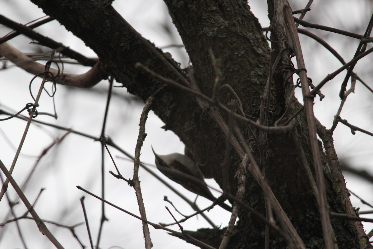 Brown Creeper - ML23446461