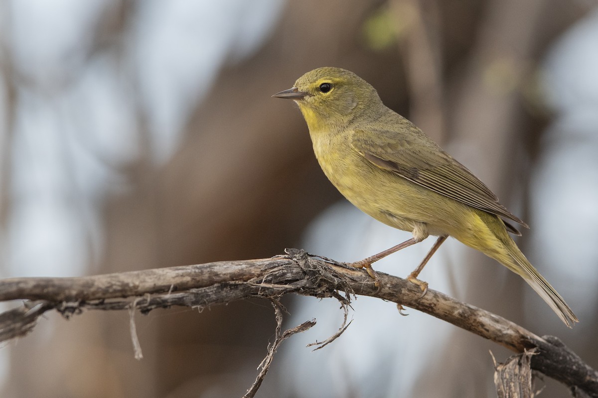 Orange-crowned Warbler - Nick Hajdukovich