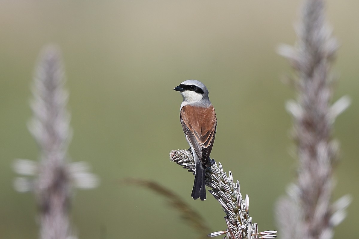 Red-backed Shrike - ML234467631