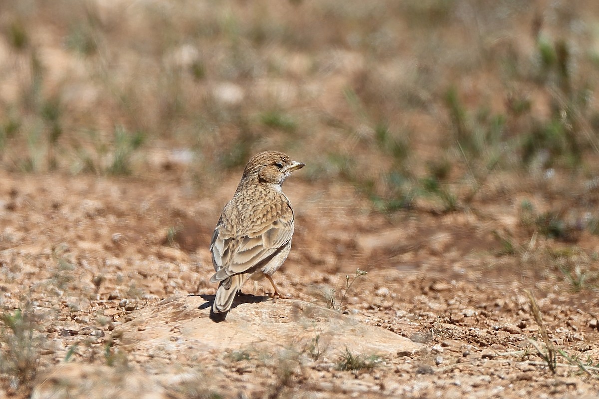 Mediterranean/Turkestan Short-toed Lark - ML234467661