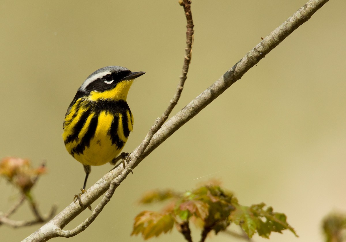 Magnolia Warbler - ML23446801