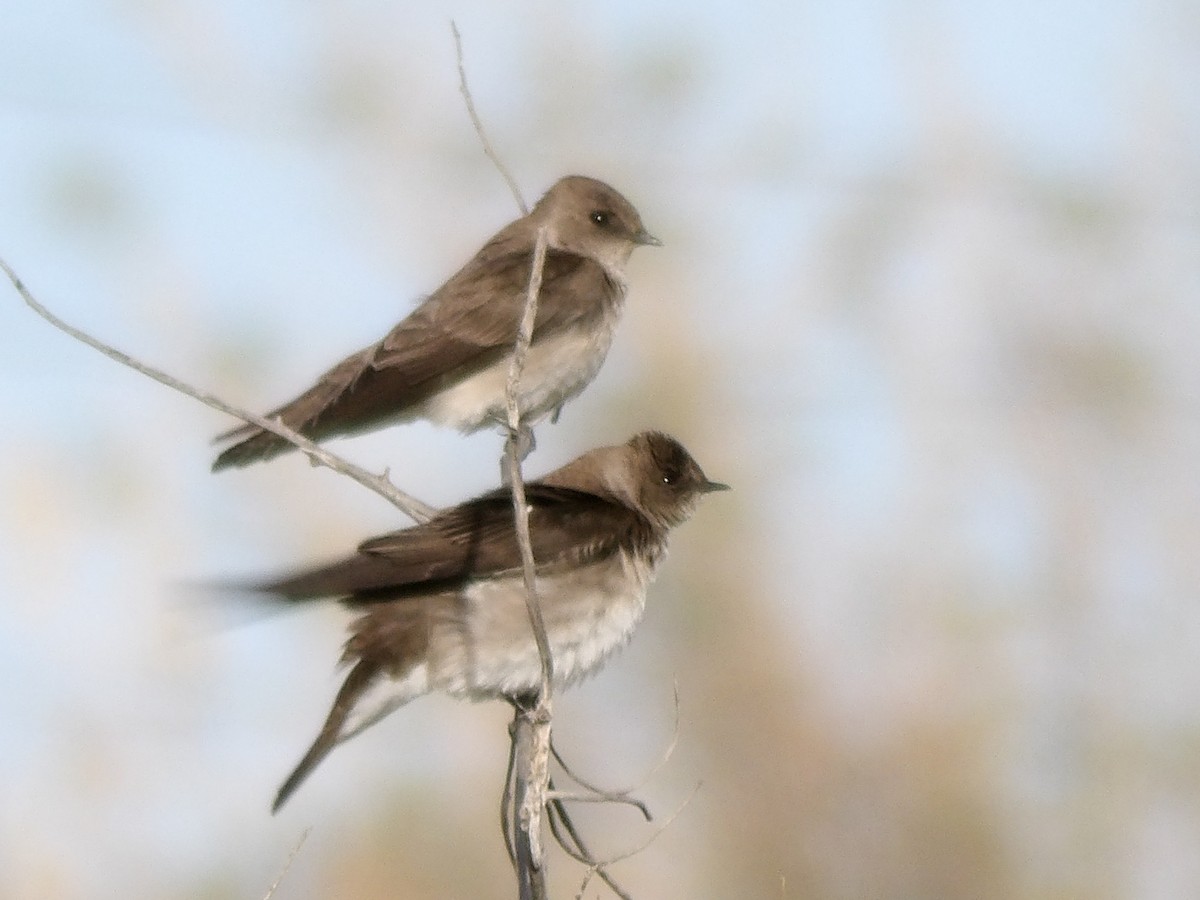 Northern Rough-winged Swallow - Erik Hendrickson