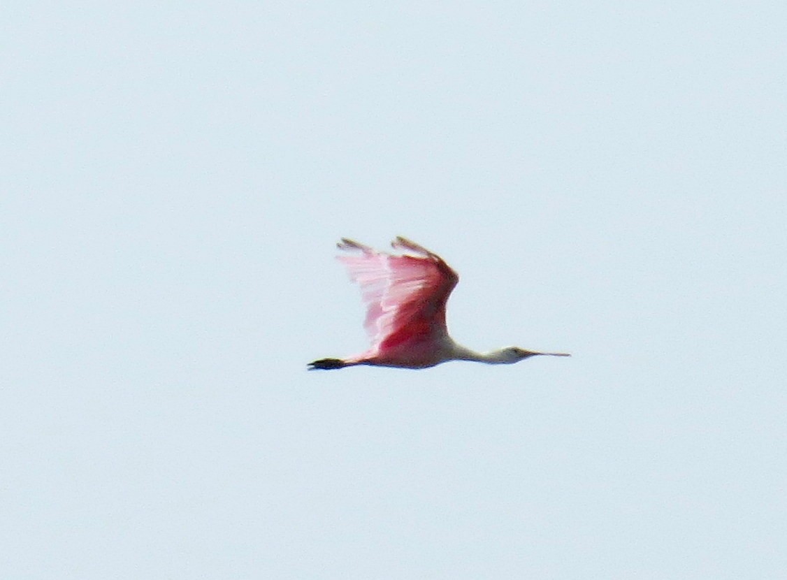 Roseate Spoonbill - ML23447091