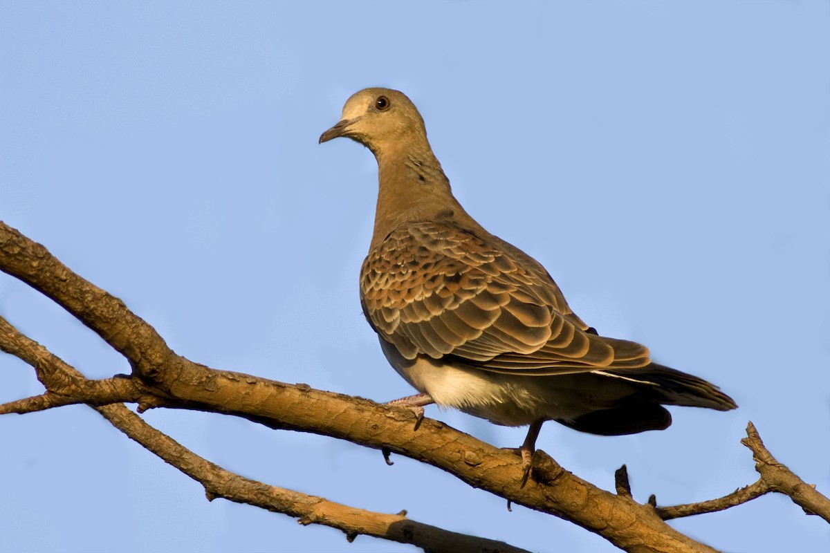 Oriental Turtle-Dove - ML234472681