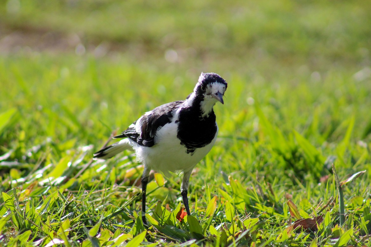 Magpie-lark - Olivia H