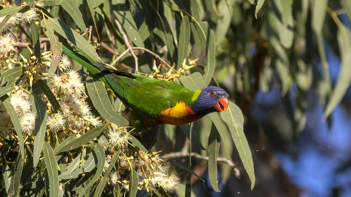 Rainbow Lorikeet - ML234473841