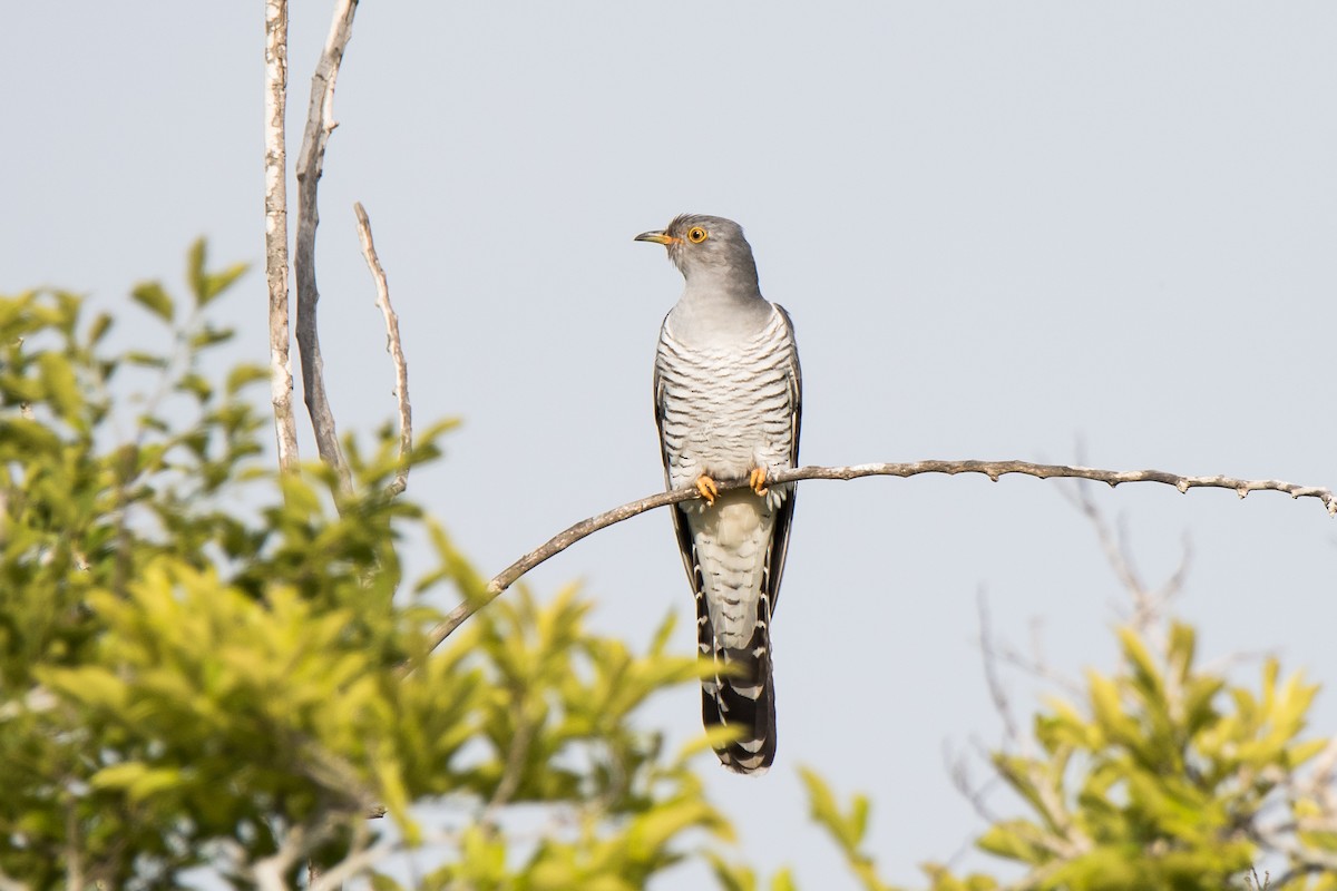 Common Cuckoo - Uri Stoffman