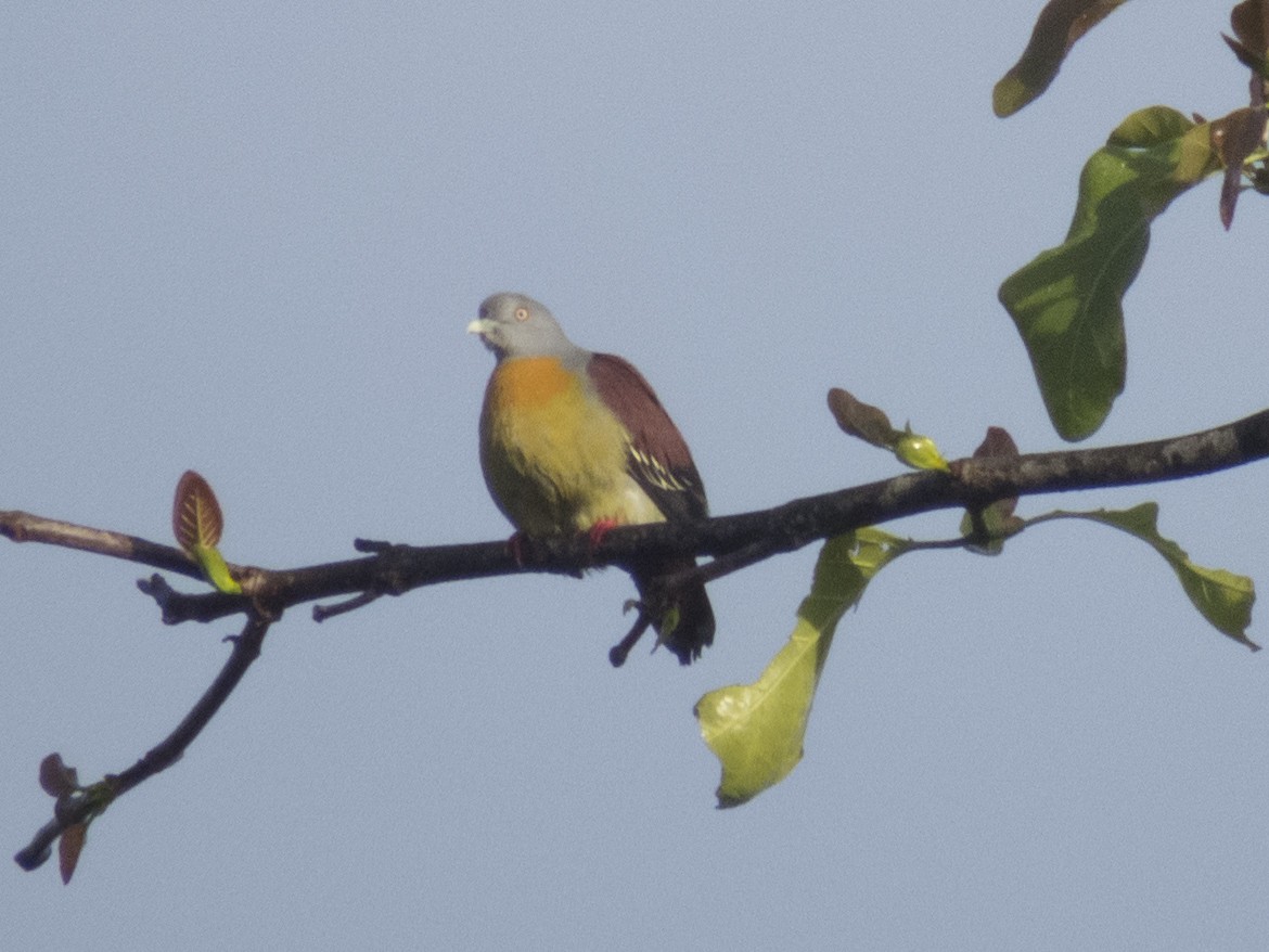 Little Green-Pigeon - ML234475081