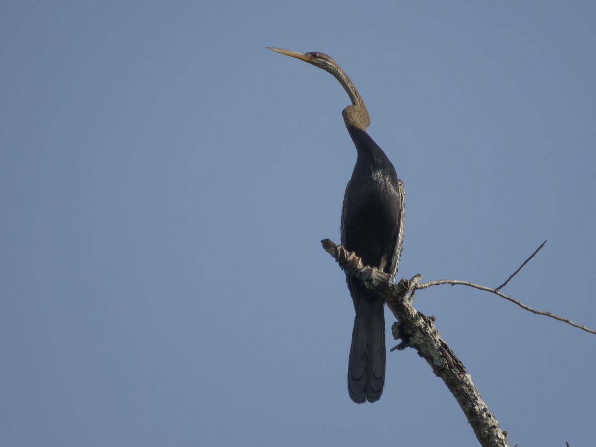 Oriental Darter - ML234475161