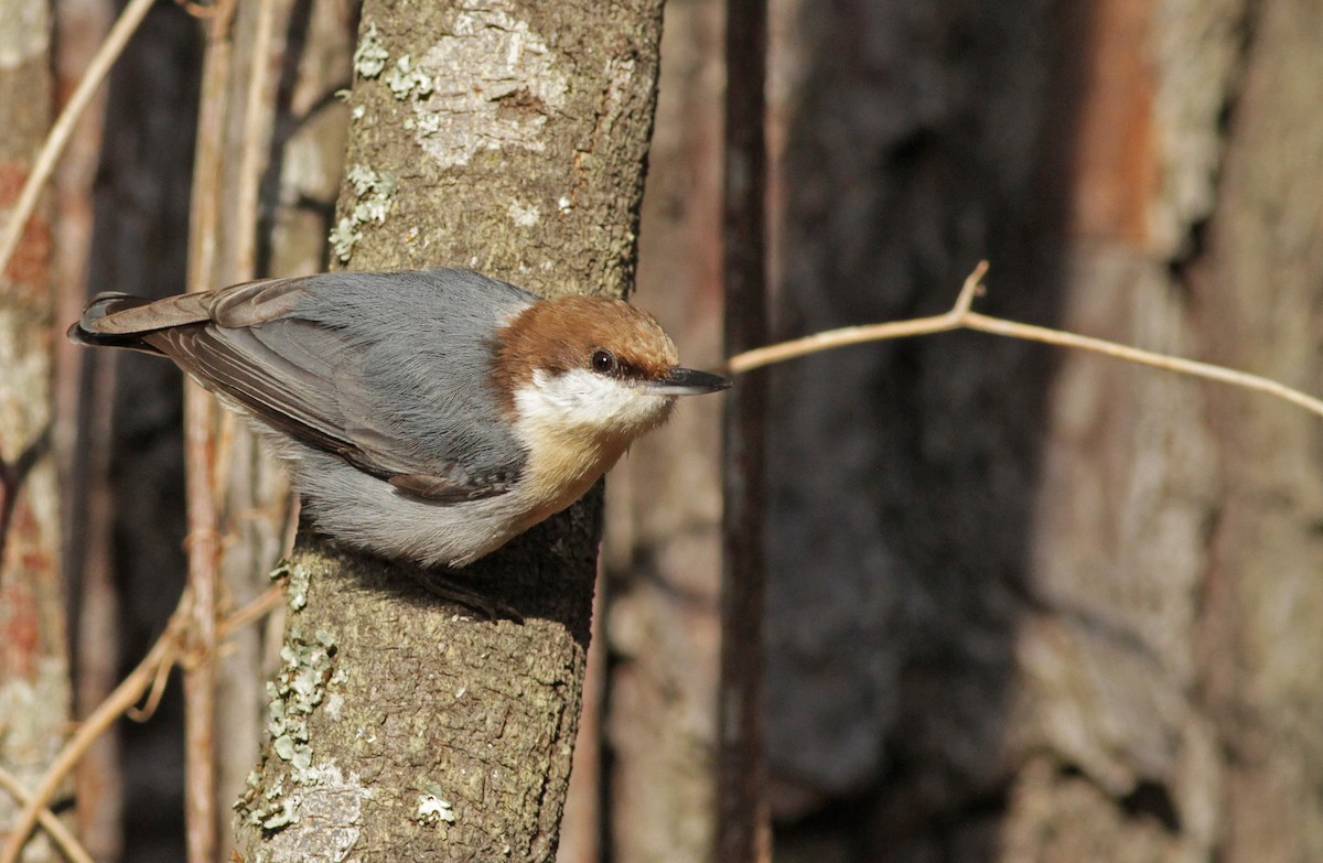 Brown-headed Nuthatch - ML23447551