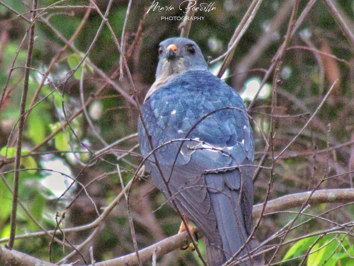 Chinese Sparrowhawk - ML234476391