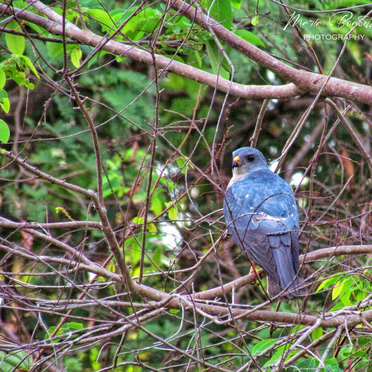 Chinese Sparrowhawk - ML234476411