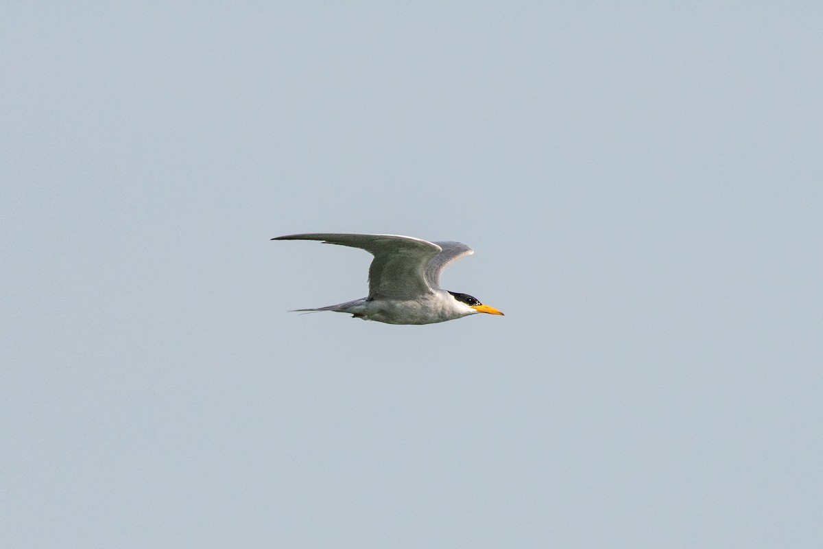 River Tern - ML234476701