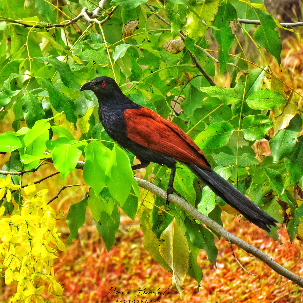 Greater Coucal - ML234476911