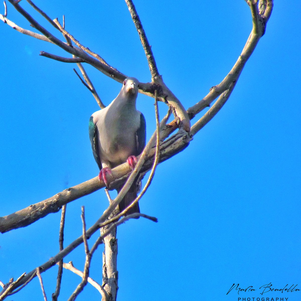 Green Imperial-Pigeon - ML234477411