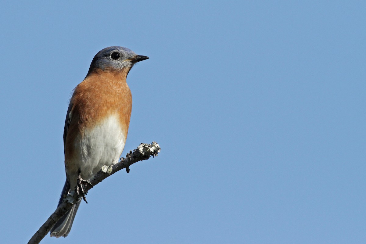 Eastern Bluebird - ML23447801