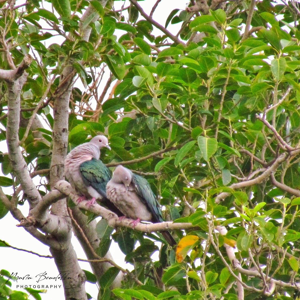 Green Imperial-Pigeon - ML234478671