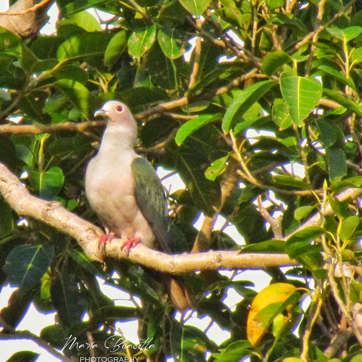 Green Imperial-Pigeon - ML234478691