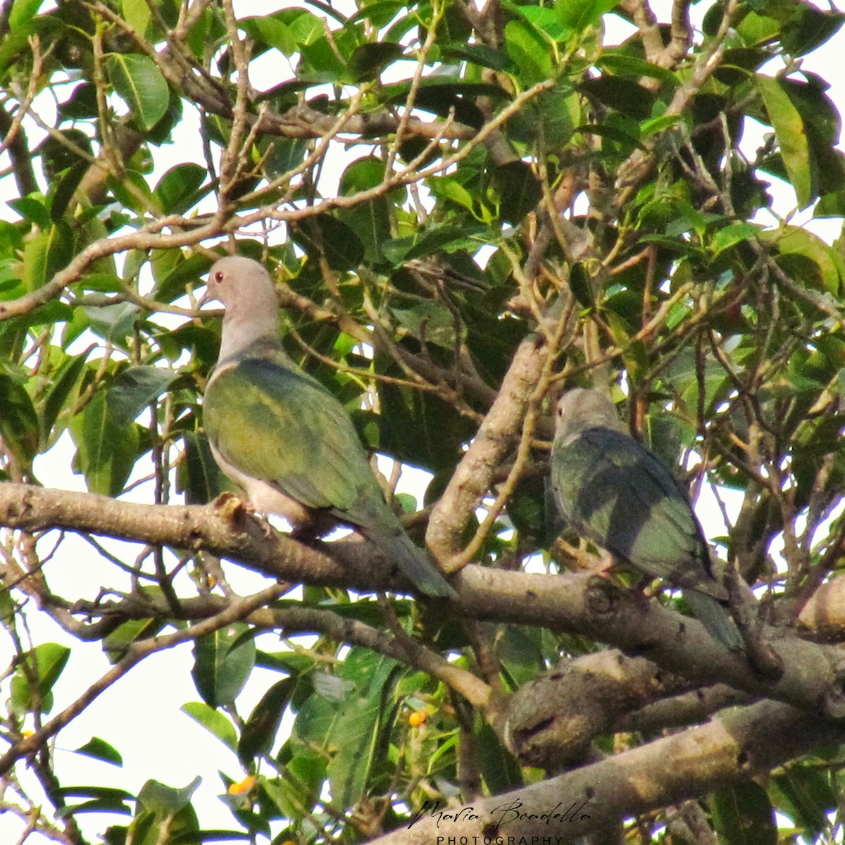 Green Imperial-Pigeon - ML234478701