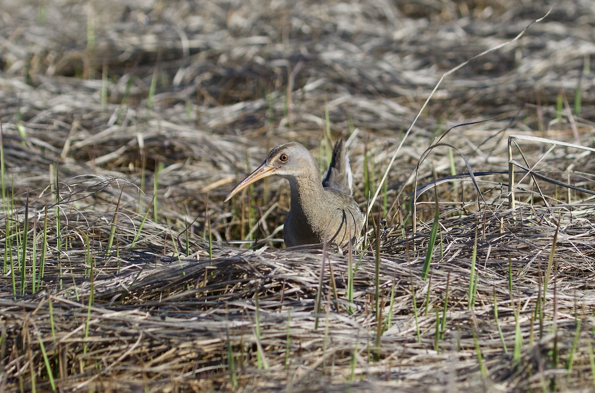 Clapper Rail - ML234478731