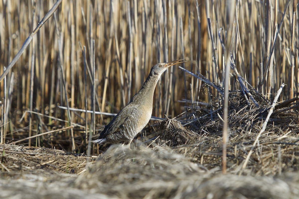 Clapper Rail - ML234478761