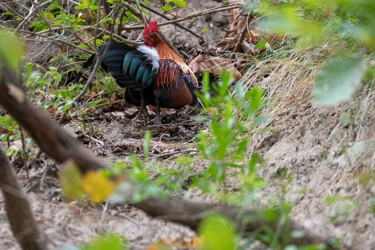 Red Junglefowl - ML234478941