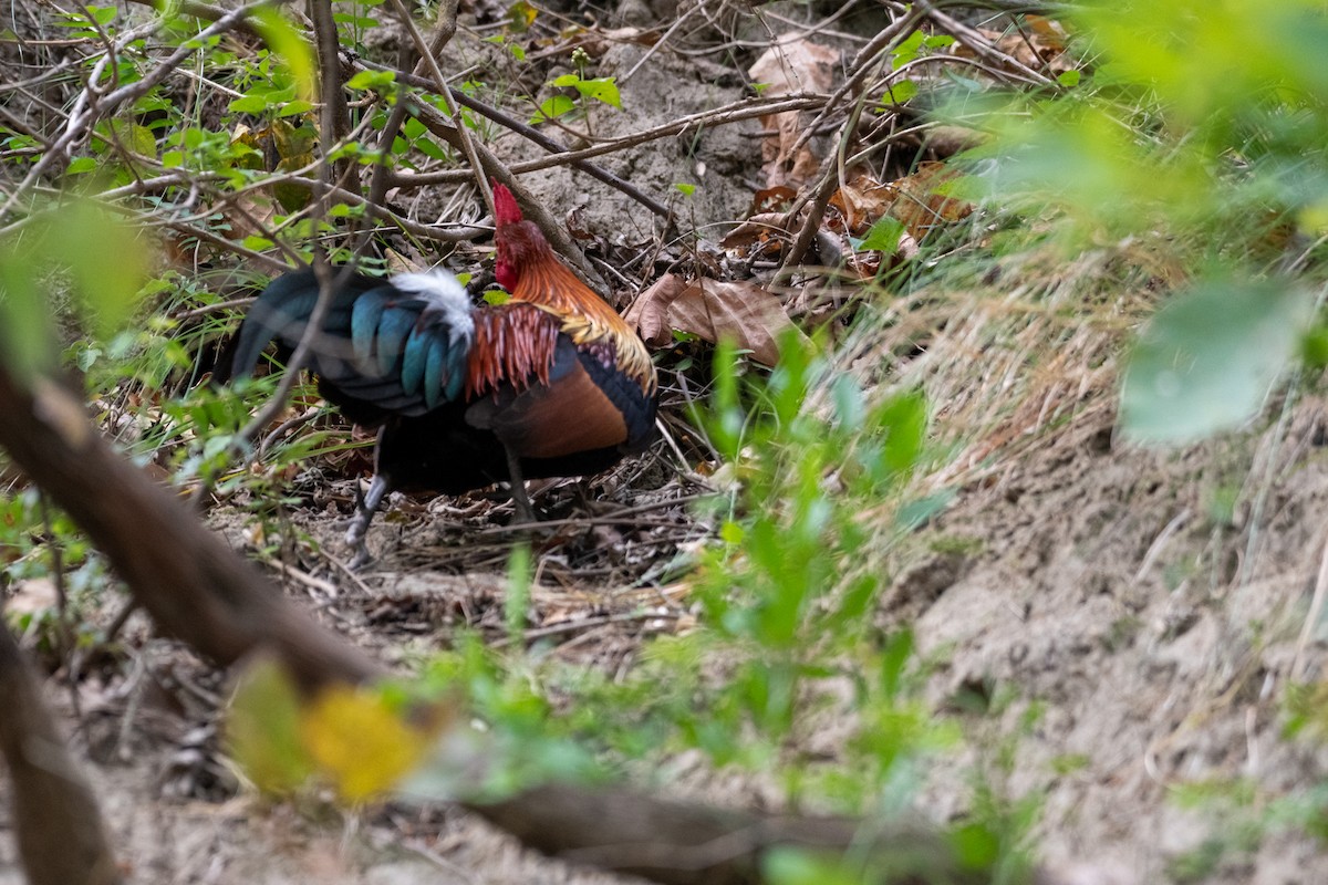 Red Junglefowl - ML234478951