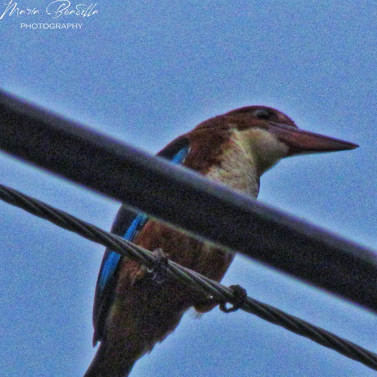 White-throated Kingfisher - ML234479121