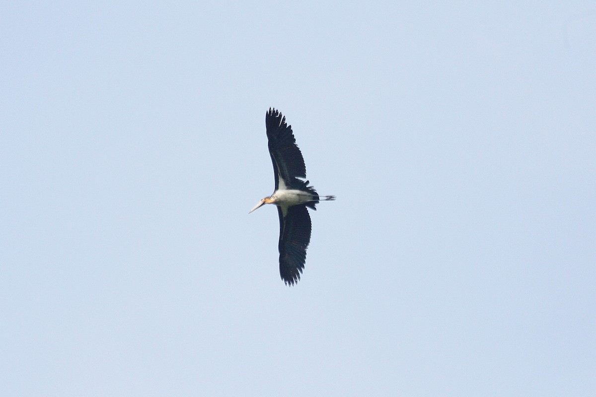 Lesser Adjutant - ML234479171