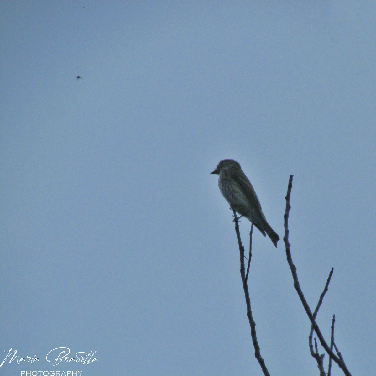 Asian Brown Flycatcher - ML234479181