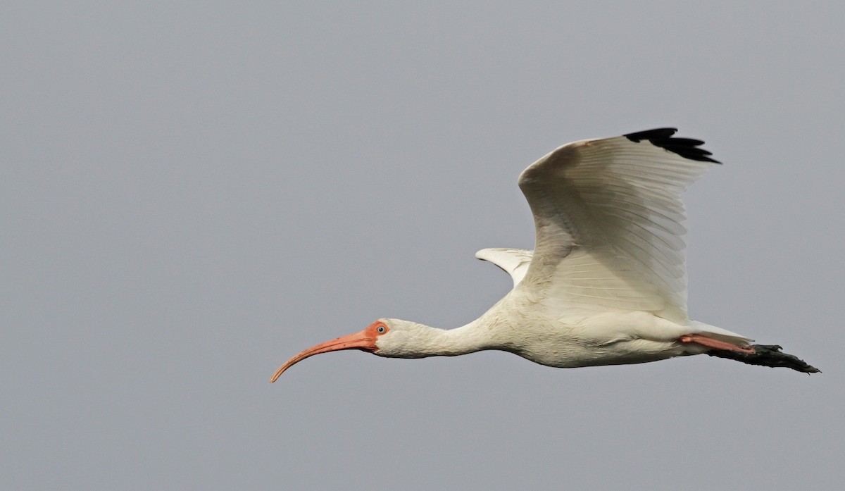 Ibis Blanco - ML23447981