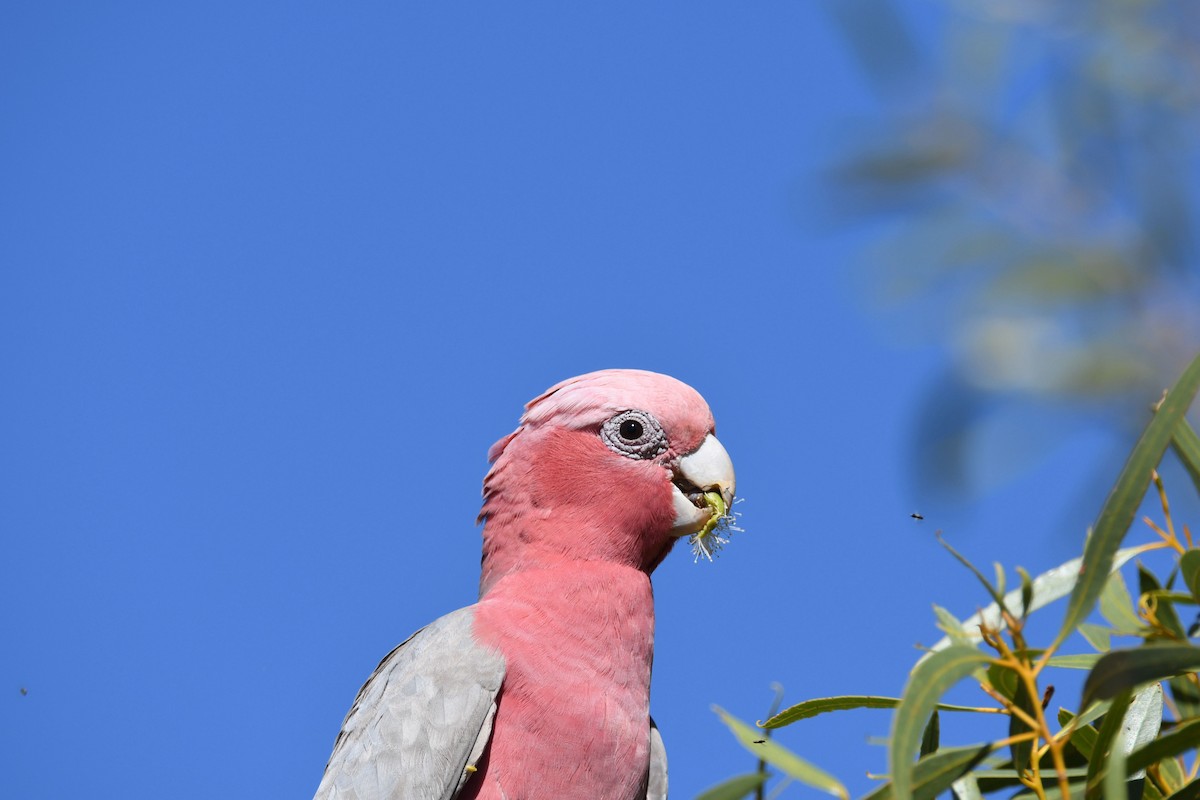 Galah - Alfred & Hidi Lau