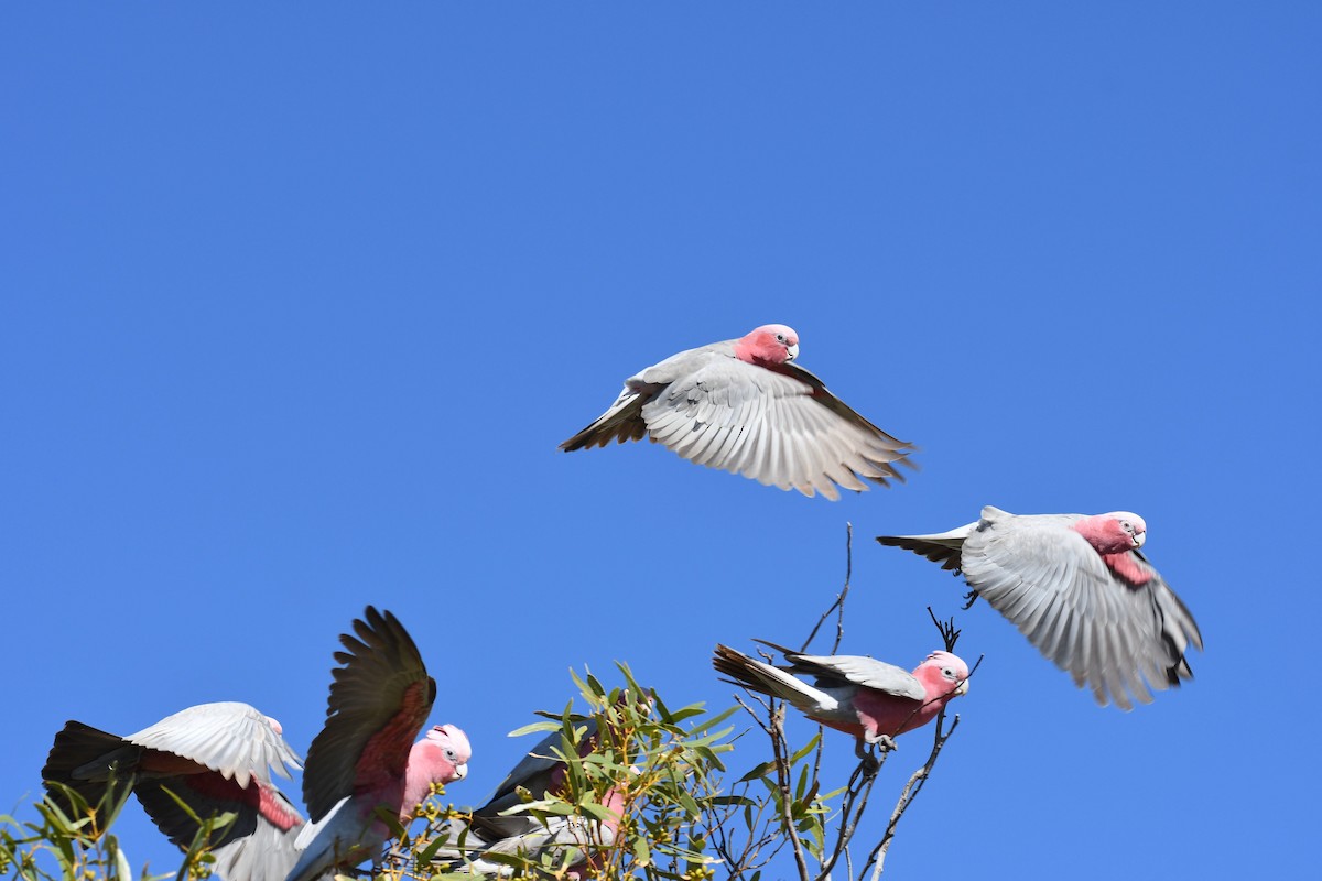 Cacatúa Galah - ML234480291