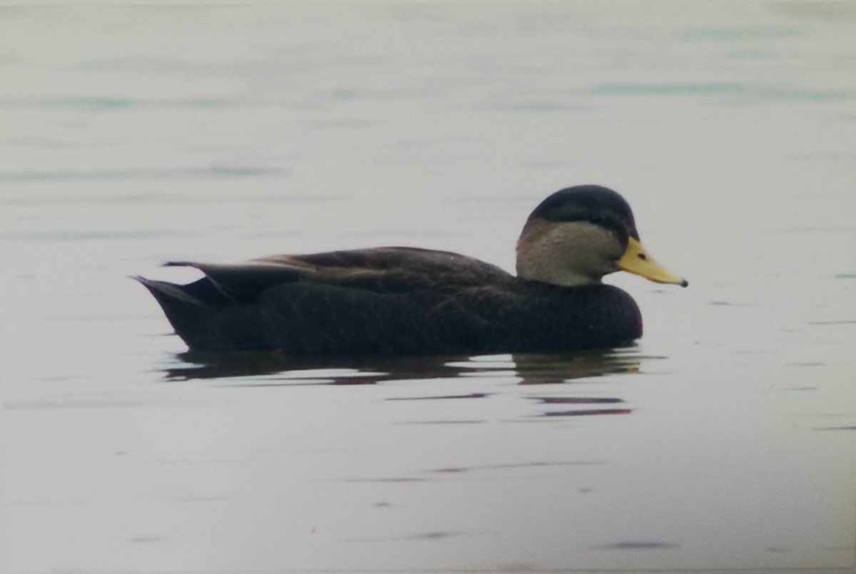 American Black Duck - Tom Bedford