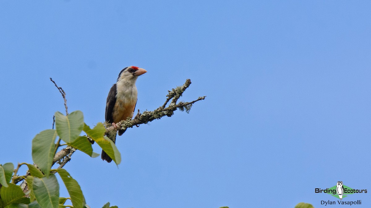 Black-backed Barbet - ML234482371