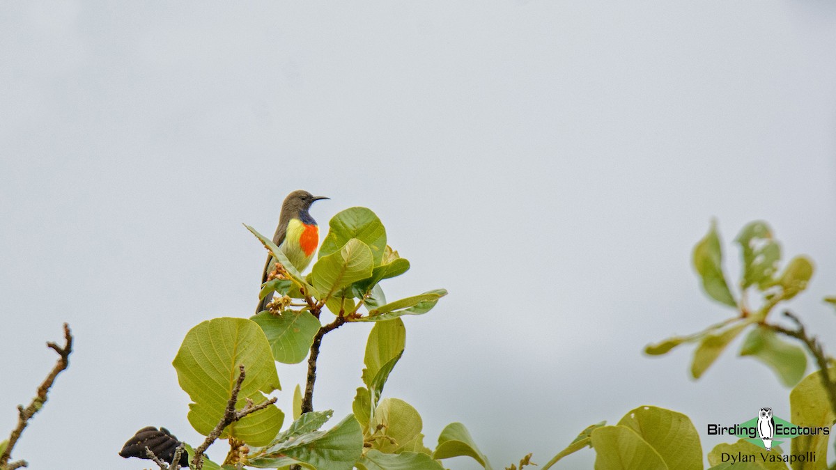 Anchieta's Sunbird - Dylan Vasapolli - Birding Ecotours