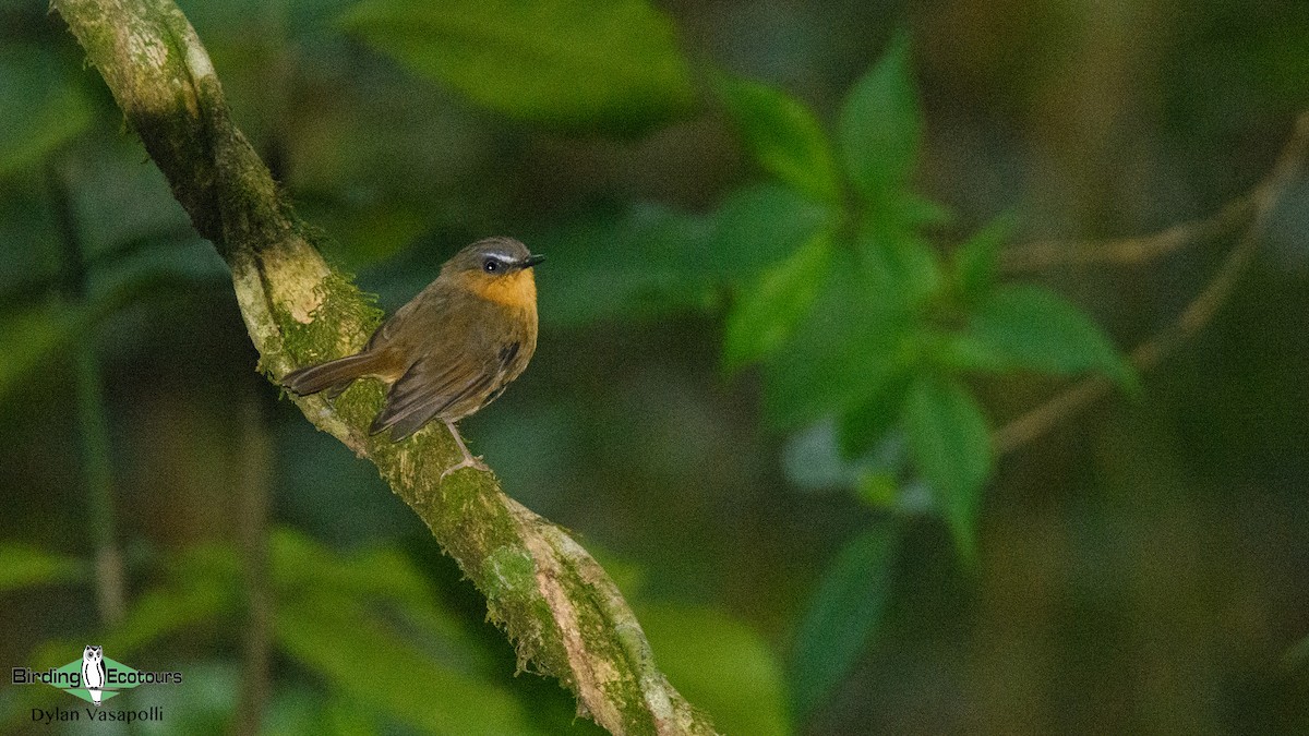 Sharpe's Akalat - Dylan Vasapolli - Birding Ecotours